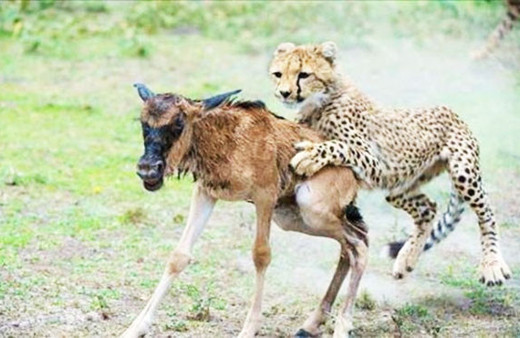 Daha doğar doğmaz onu yakaladı ve bir anda...