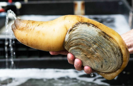 Açlıktan ölecek olsanız bile bunu yer miydiniz? 