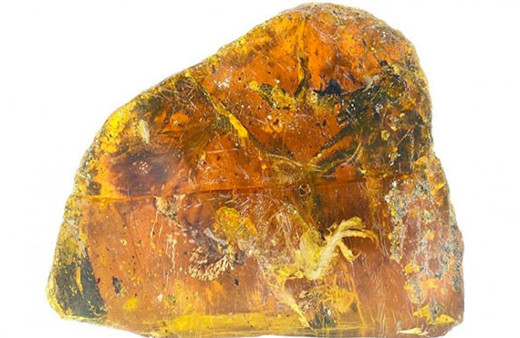  99 milyon yıllık kuş fosili ziyarete açıldı