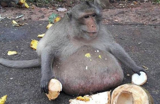 Genç maymunlar ona yiyecek buluyor şişman dayıya bakın