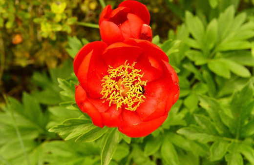 Bu çiçeğe zarar verene 42 bin lira ceza