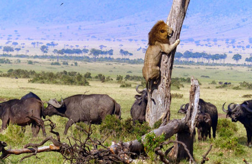 Ormanlar "kralı"nın karizması çizildi kaçmak için ağaca tırmandı