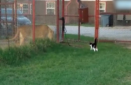 Aslana kafa tutan kedi