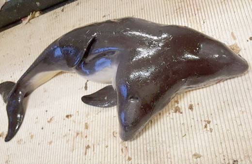 Çift başlı yunus dünyayı hayrete düşürdü inanılmaz