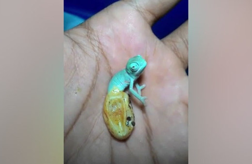 Bukalemun'un yumurtadan çıktığı anlar kamerada