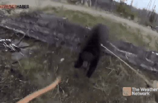 Vahşi ayının karşısına ok ve yayla çıkan adam 