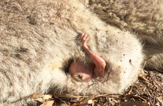 Görüntü herkesi şoke etti yanına yaklaşınca bir anda...