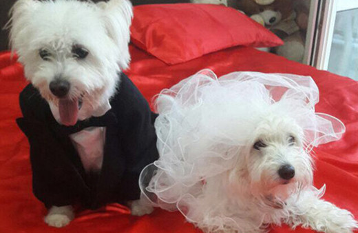 İki köpeğin aşkına bakın! Hayat arkadaşı oldular