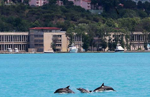 İstanbul Boğazı’nda yunus sürprizi 