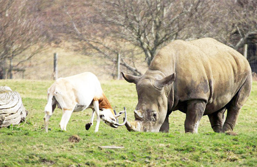 Antilop gergedana kafa tuttu olayın sonu beklenenden çok farklı