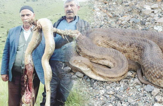 Kars'ı engerekler ele geçirdi halk ne yapacağını bilmiyor