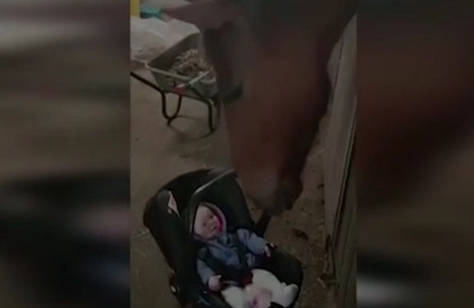 Ağlayan bebeği eğlendiren at görenleri şaşırttı