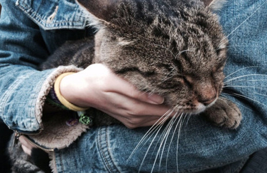 Kedi kucaklayıcısı aranıyor yok böyle bir iş ilanı!