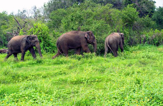 Satın aldıkları çorak arazi yağmur ormanına dönüştü!