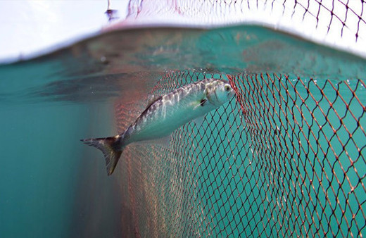 İstanbul Boğazı'nın prensi lüfer belgesel konusu oldu