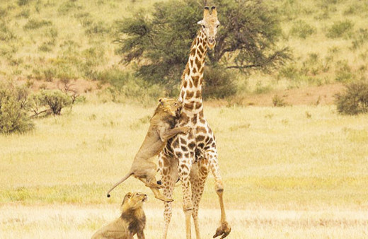 Ava çıkan aslan bir anda zürafanın üzerine atladı ve...