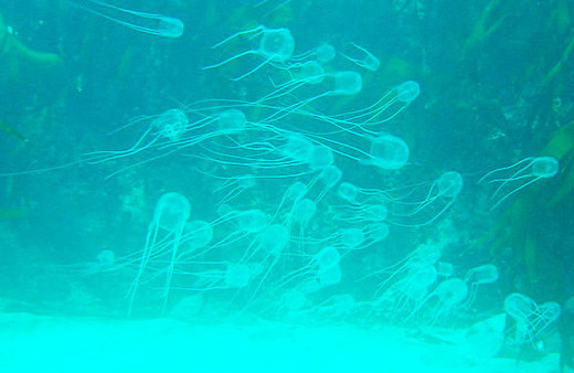 Pasifik Okyanusu işgal altında nedir bu pirozamlar?