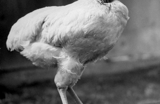 Şaka gibi ama gerçek! Aylarca kafasız yaşayan horoz...