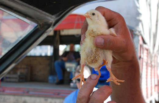 Dört bacaklı civciv görenleri şaşırtıyor