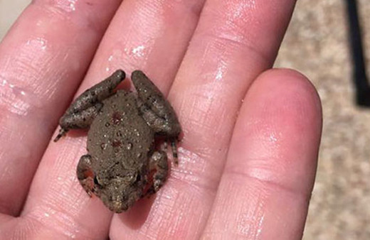 Havuza düşen kurbağa zengin etti!