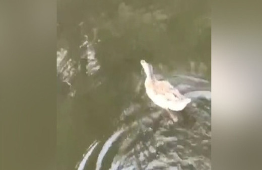 Ölen Japon Balığına Tören Düzenleyen Adamın Dramı