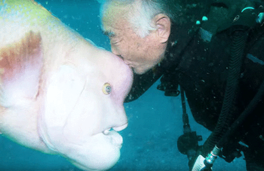 Balık dostu için yıllardır dalgıçlık yapıyor!