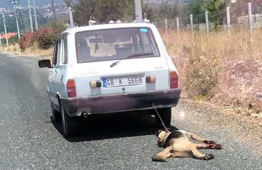 Muğla'da insanı çileden çıkaran vahşet