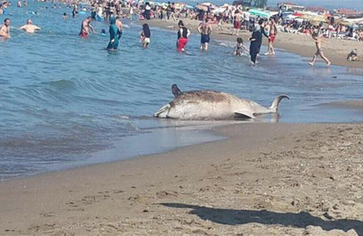 Karasu’da kıyıya vurdu: Sahil Güvenlik ekiplerine bildirildi!