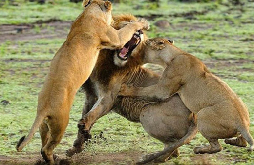 Erkek aslan yavru aslana saldırdı dişilerin gazabına uğradı!
