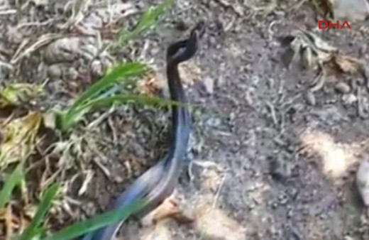 Yılanların çiftleşme dansı büyüledi
