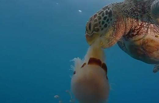 Acıkan kaplumbağa denizanasını yedi