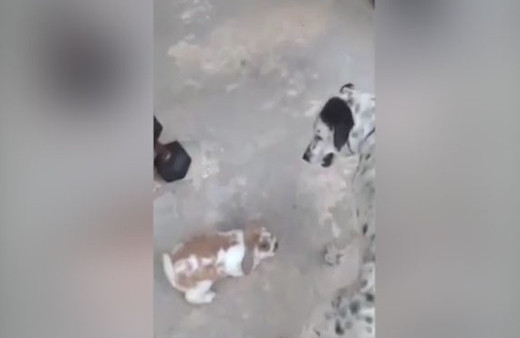 Tavşan köpeklere kafa tutarsa...