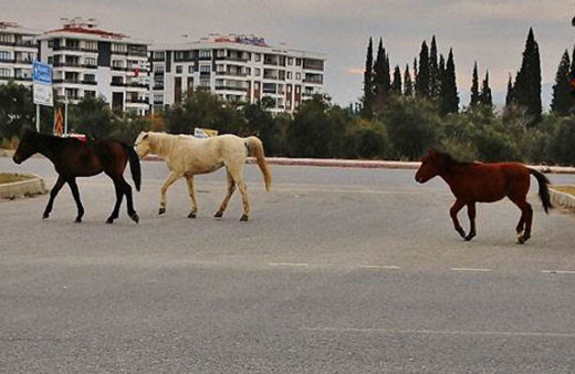 Eskişehir'de başıboş atlara cip takıldı