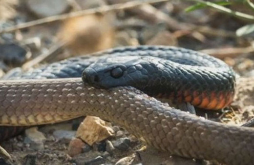 Malatya'da yılanın soktuğu vatandaş hayatını kaybetti