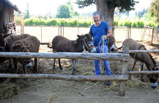 Avustralya'dan geldi, eşeklerle turist gezdiriyor!