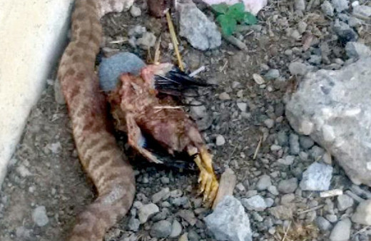 Batman'da öldürülen yılanın içinden bakın ne çıktı!