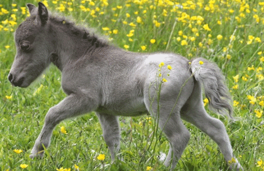 Rusya'da dünyanın en küçük tayı doğdu