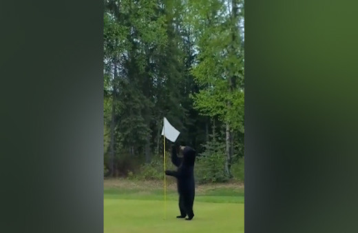 ABD'de ayı golf sahasına indi