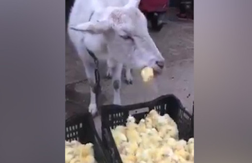 Civcivleri canlı canlı yiyen keçi