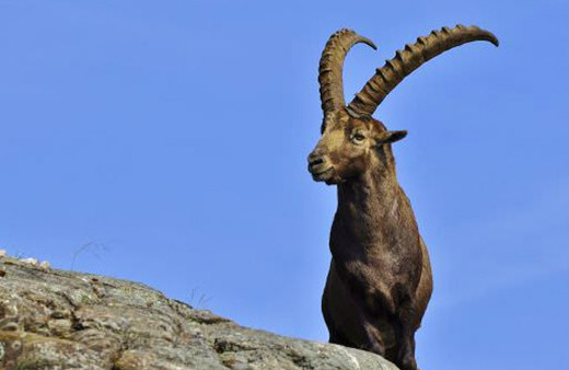 Yaralı yavru dağ keçisine şefkat eli
