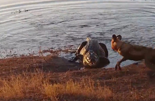 Timsah ile vahşi köpeklerin mücadelesi