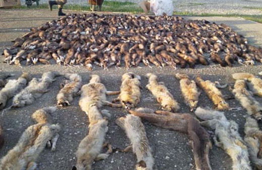 Batman'da bir kargo aracından yüzlerce hayvan derisi çıktı!