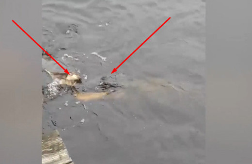 Dev timsaha karşı gelen kaplumbağanın büyük zaferi