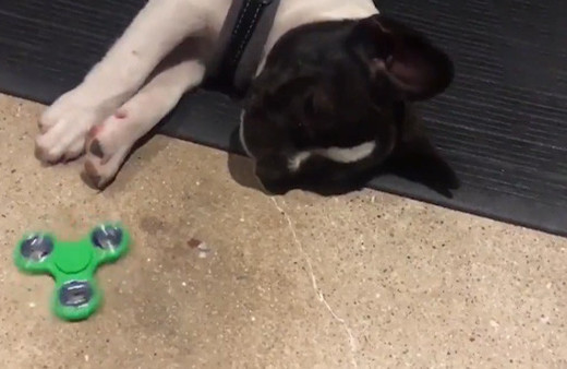 Stres çarkı ile mutlu olan köpek