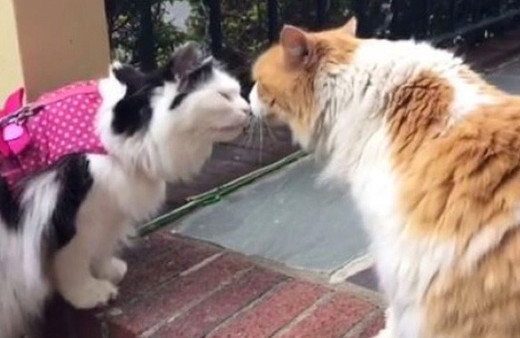 "Zengin kız fakir oğlan" hayran bıraktı