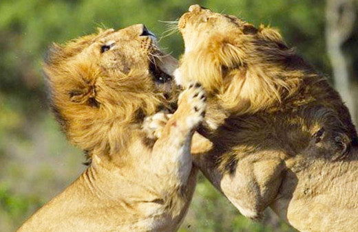 Bu kez hedef başka! Aslanlar birbirlerine saldırdı ve...
