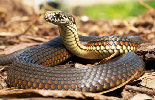 Böyle ölüm görülmedi Aydın'da yaşandı