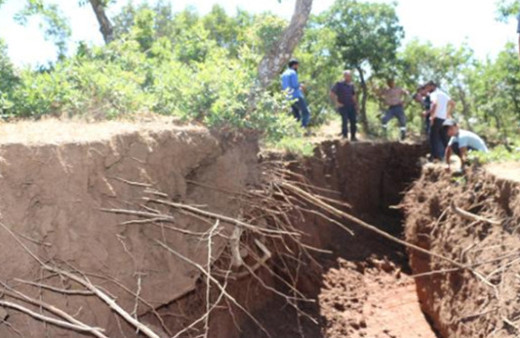 Dev yarıklar oluştu; çekirgeler bölgeye akın etti!