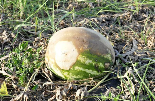 Kavun ve karpuzların halini gören çiftçi şoka girdi