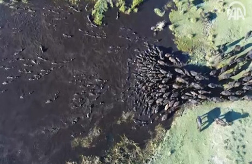 Mandaların yolculuğu